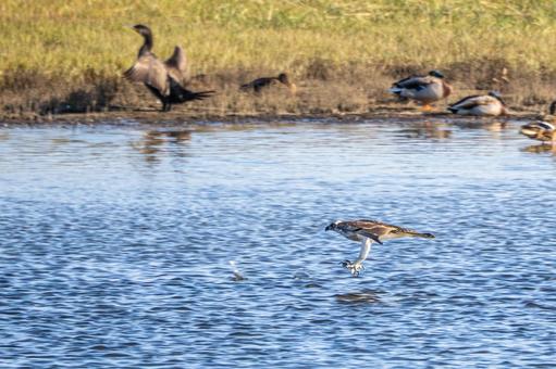 ミサゴ(80) 鳥,ミサゴ,ウオタカの写真素材