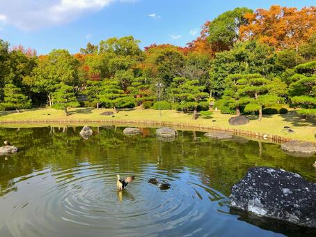 日本庭園でリラックスするカモたち 大仙公園,日本庭園,池の写真素材