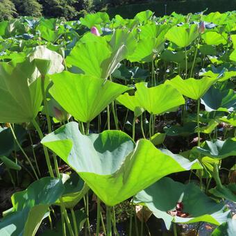 ハス（蓮） ハス,蓮,花の写真素材