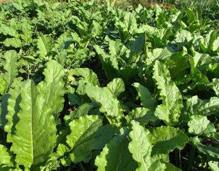 野菜畑 11 野菜畑 11の写真