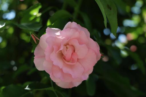 優美に咲く淡いピンクのバラ バラ,薔薇,ピンクの写真素材