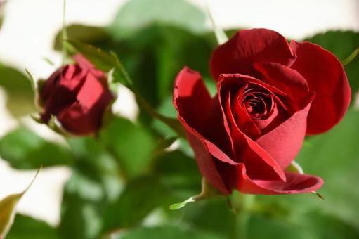 赤い薔薇 赤い薔薇の写真
