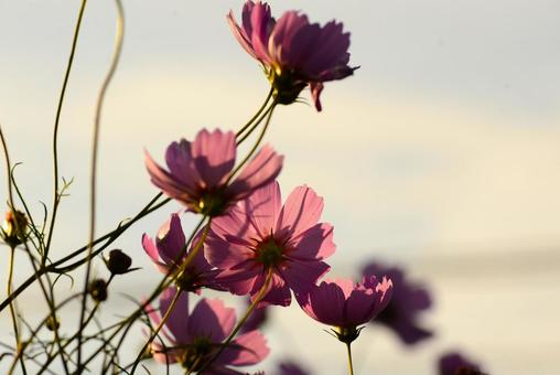コスモスの裏側 花,コスモス,アキザクラの写真素材