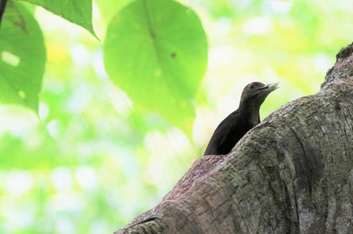 新緑とノグチゲラ ノグチゲラ,啄木鳥,キツツキの写真素材