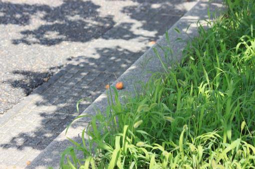 木の実 木の実の写真