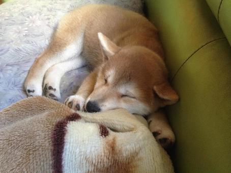おやすみ柴犬 おやすみ柴犬の写真
