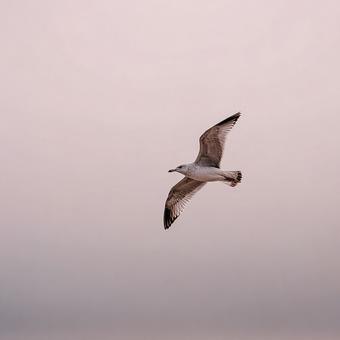 淡いピンクの空を飛ぶ海鳥 淡いピンクの空を飛ぶ海鳥の写真