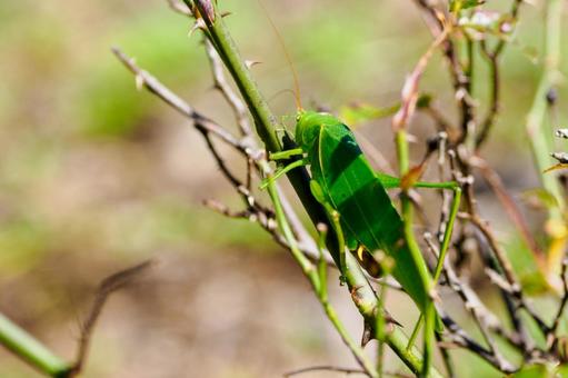 サトクダマキモドキ⑹ サトクダマキモドキ⑹の写真