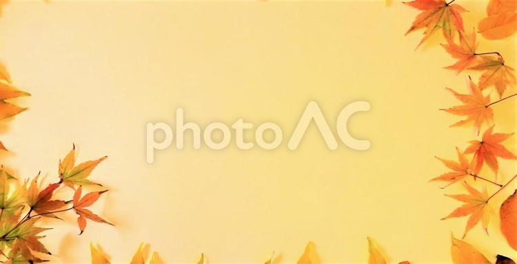 もみじ　秋の背景　タイトルスペース　壁紙 もみじ,モミジ,秋の写真素材