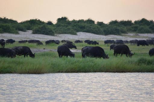 Photo, bison, african buffalo, buffalo, 