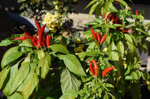 馬籠のトウガラシ 馬籠のトウガラシ 秋,トウガラシ,赤系の写真素材