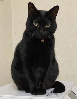 プリンターの上に座る黒猫 プリンターの上に座る黒猫の写真