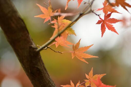 紅葉 紅葉の写真