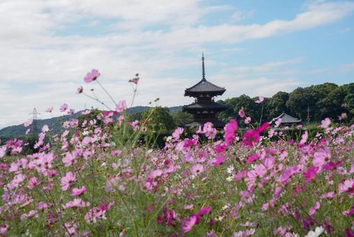 法起寺のコスモス 風景,秋,10月の写真素材