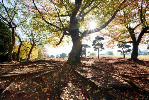 桜の紅葉 桜,紅葉,秋の写真素材