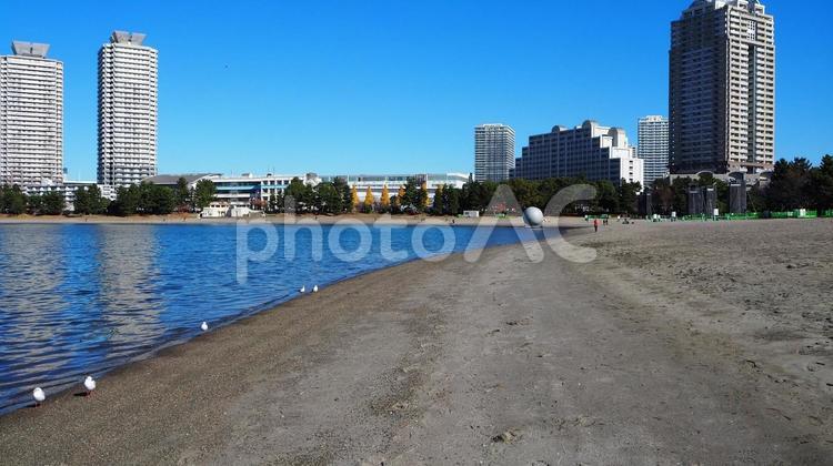 お台場ビーチのユリカモメ（東京都お台場） 冬,お台場ビーチ,ユリカモメの写真素材
