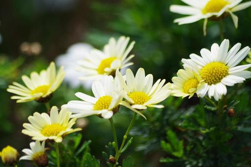 White Flower, JPG