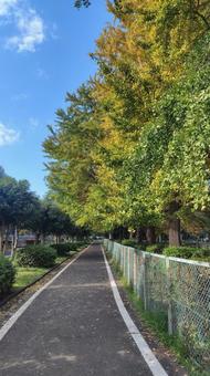 遊歩道の紅葉 遊歩道,紅葉,秋の写真素材