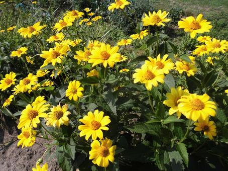 夏の花 黄色い花,花,ヒメヒマワリの写真素材