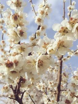 梅の花 梅の花 梅,梅の花,白梅の写真素材