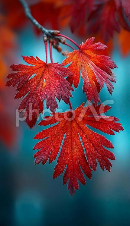 鮮やかな赤いモミジの葉のクローズアップ モミジ,紅葉,葉の写真素材