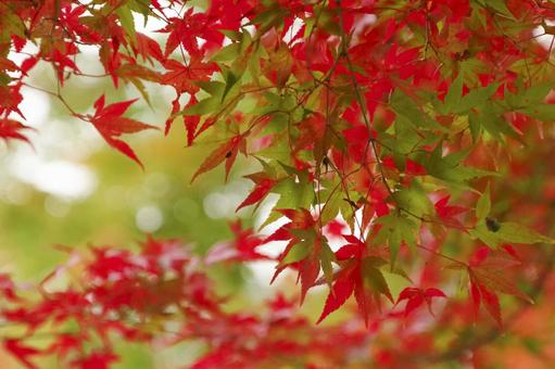 美しい紅葉のグラデーションの写真