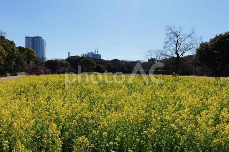 浜離宮恩賜庭園の菜の花 浜離宮恩賜庭園,菜の花,都会の写真素材