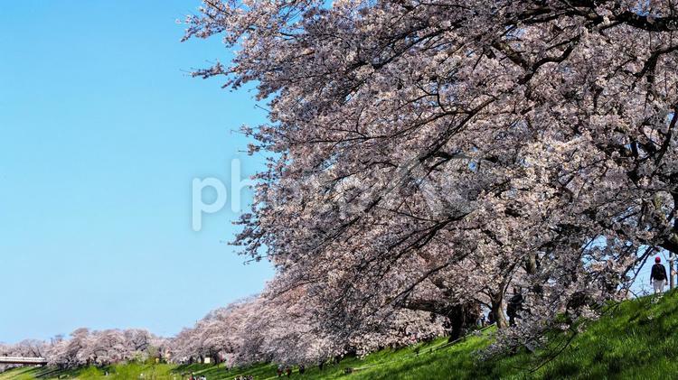 春の白石川堤一目千本桜（宮城県大河原町） 春,桜,白石川堤の写真素材