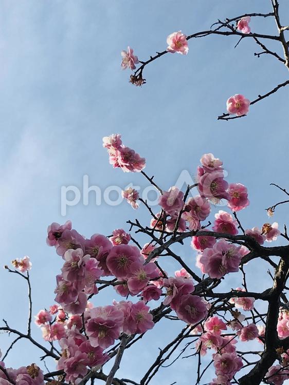 満開の梅の花　ウメ　花　植物　自然　空　春 梅,ウメ,梅花の写真素材
