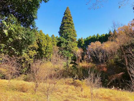 里山 里山の写真