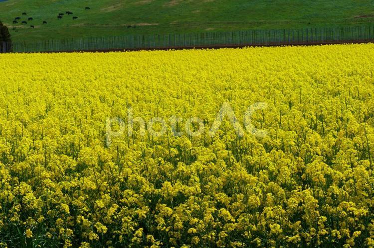 作付面積日本最大級、横浜町の菜の花畑。横浜、青森、日本。５月中旬。 菜の花,アブラナ,キャノーラ油の写真素材
