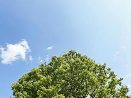 日差しを浴びる木々と穏やかな青空 空模様,空,雲の写真素材