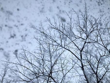 雪と木々 小さな世界,アート,マクロの写真素材