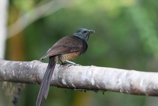 シロジクオナガフウチョウ シロジクオナガフウチョウ,ゴクラクチョウ,野鳥の写真素材