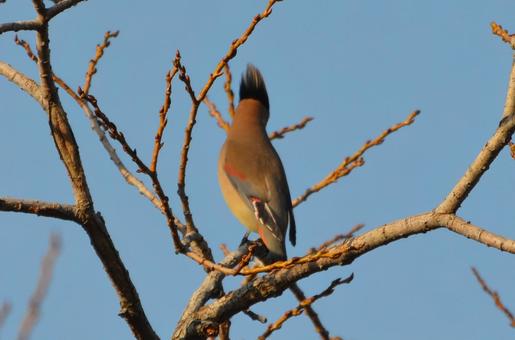Punk hair Bird 鳥,野鳥,渡り鳥の写真素材