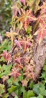アイビーの紅葉の写真
