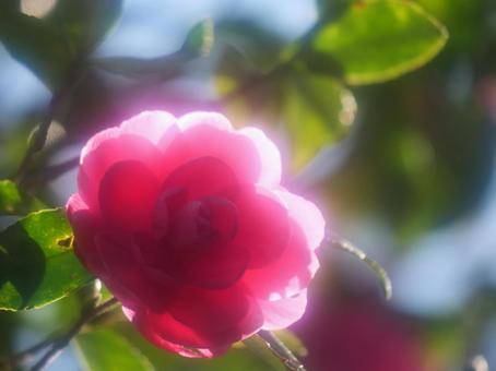 ソフトなイメージのサザンカ サザンカ,山茶花,花の写真素材