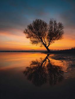 夕焼けに染まる湖畔の木 夕焼けに染まる湖畔の木の写真