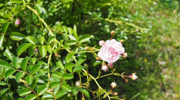 ピンクの薔薇 ピンクの薔薇の写真