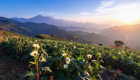 オクラの花  オクラの花の写真