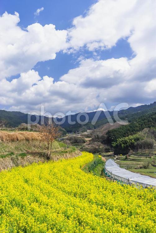 青空と菜の花畑 春,風景,花の写真素材