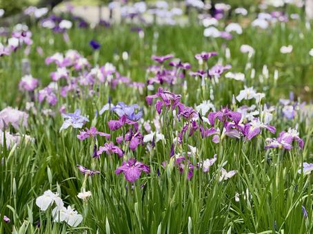 堀切菖蒲園 曇り空の下咲き誇る花菖蒲 堀切菖蒲園 曇り空の下咲き誇る花菖蒲の写真