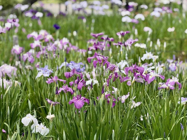堀切菖蒲園　曇り空の下咲き誇る花菖蒲 癒し,壁紙,花畑の写真素材