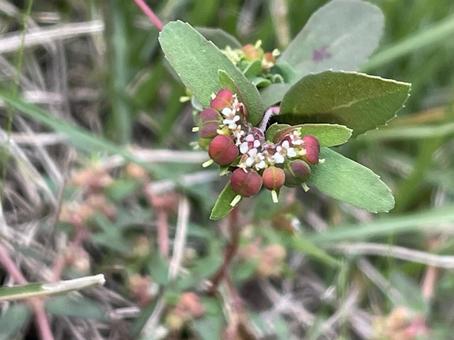 オオニシキソウの実　トウダイグサ科　秋 オオニシキソウの実,トウダイグサ科,秋の写真素材