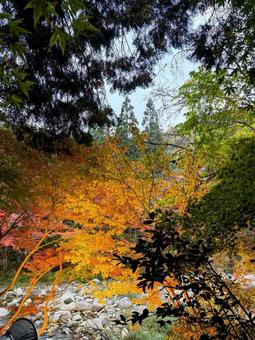 紅葉 秋,紅葉,モミジの写真素材