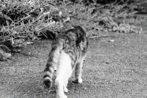 ノラ猫 ノラ猫 ねこ,野良,動物の写真素材
