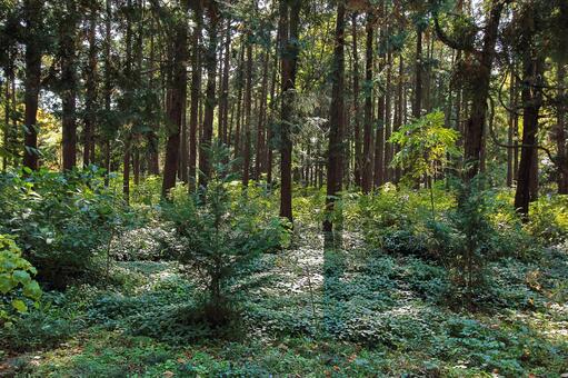 木漏れ日が降り注ぐ美しい緑の森林 森林,林,木々の写真素材