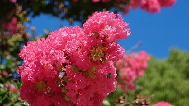 街路樹の花 街路樹の花の写真