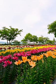 色鮮やかな満開のゆり園 色鮮やかな満開のゆり園 ゆり,ユリ,百合の写真素材