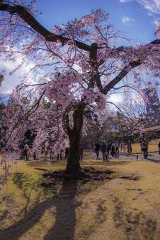 小石川後楽園の枝垂れ桜の写真